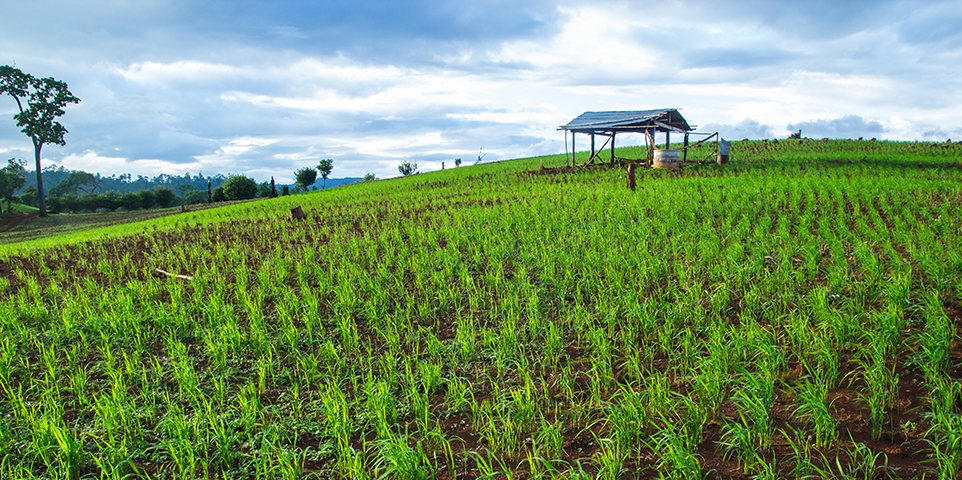 How Does Crop Insurance Work / Lawmakers Stress Importance